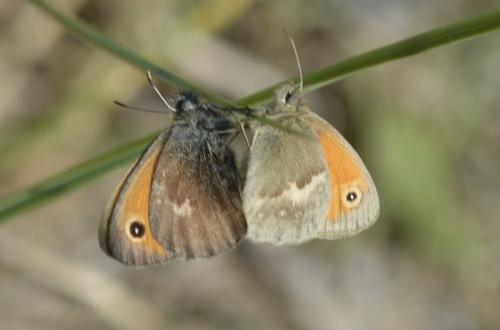 Réf. 183 722 : Coenonympha pamphilus